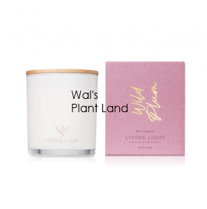 WILD PLUM SOY CANDLE - LARGE LIVING LIGHT