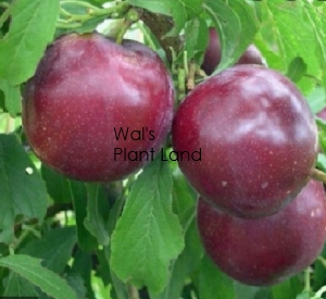 PLUM SULTAN