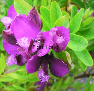 POLYGALA GRANDIFLORA