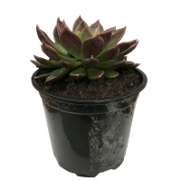 ECHEVERIA BLACK PRINCE