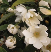 MICHELIA FAIRY MAGNOLIA CREAM