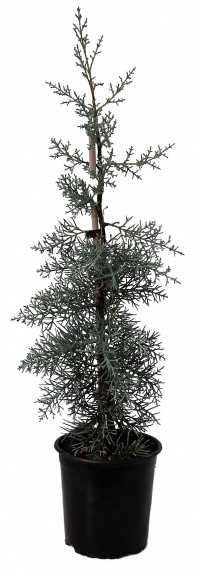 CUPRESSUS ARI GLABRA BLUE ICE