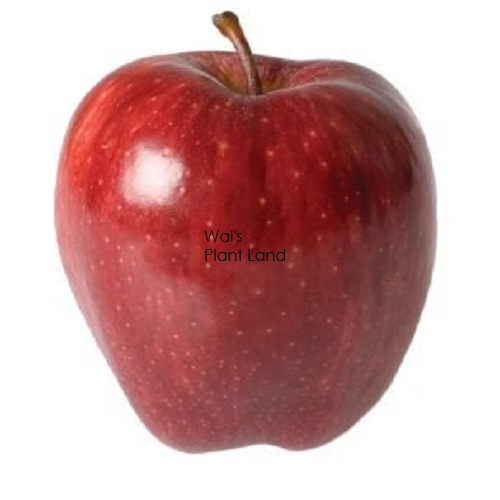 Buy NZ Red Delicious Apples Online