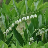 POLYGONATUM MULTIFLORUM