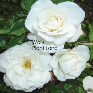 ROSE BUSH ICEBERG F