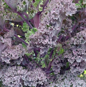 KALE CRIMSON WINTER