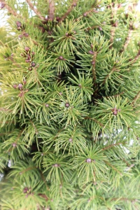 PICEA GLAUCA CONICA