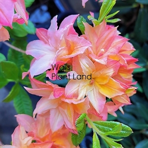 AZALEA PEACHY PERFECT -DECIDUOUS