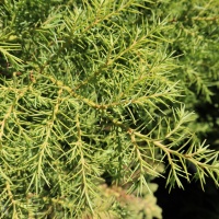 CRYPTOMERIA JAP ELEGANS AUREA