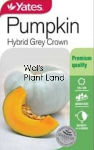 PUMPKIN HYBRID GREY CROWN SEED PACKET