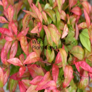 NANDINA DOMESTICA PYGMAEA