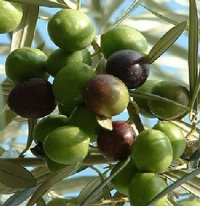 OLEA EL GRECO