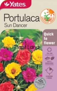 PORTULACA SUNDANCER SEED PACKET