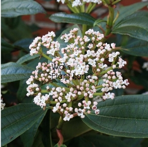 VIBURNUM DAVIDII