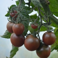 TOMATO BLACK CHERRY