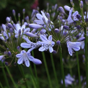 AGAPANTHUS STREAMLINE