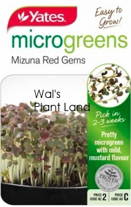 MICROGREEN MINUZA RED GEMS SEED PACKET