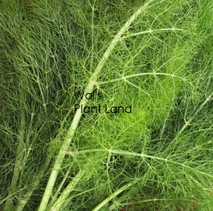 FENNEL GREEN HOME GARDEN