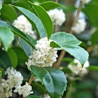 OSMANTHUS FRAGRANS