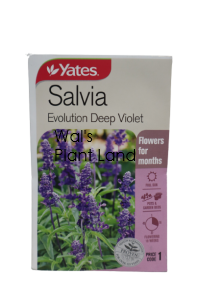 SALVIA EVOLUTION VIOLET PACKET