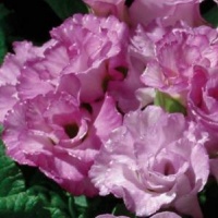 PRIMULA ACAULIS PRIMLET PURPLE SHADES