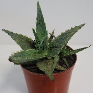 ALOE PIRANHA