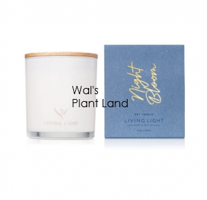 NIGHT BLOOM SOY CANDLE - LARGE LIVING LIGHT