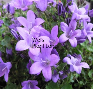 CAMPANULA MRS RESHOLT