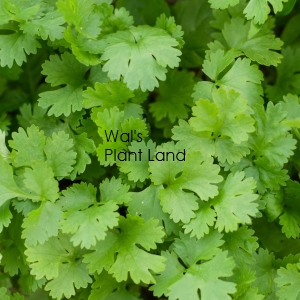 HERB - CORIANDER