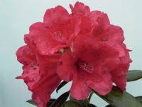 RHODODENDRON LADY IN RED