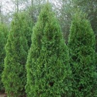 THUJA ORI BLACKMANS BLUE