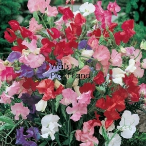 SWEET PEA BIJOU (MIXED COLOUR)