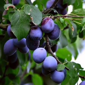 PLUM DAMSON