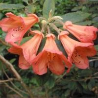 RHODODENDRON OLIN O DOBBS