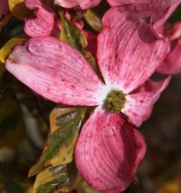 CORNUS CHEROKEE SUNSET