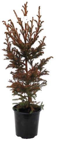 CRYPTOMERIA JAP LITTLEWORTH GNOME