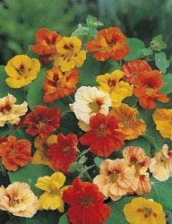 NASTURTIUM JEWEL MIX SEED PACKET