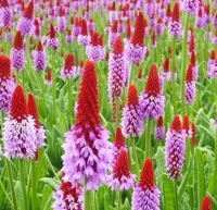 PRIMULA VIALLI MIRACLE - RED HOT POKER