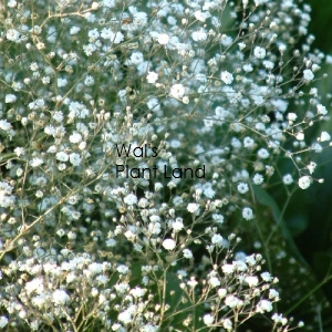 GYPSOPHILA BRISTOL FAIRY