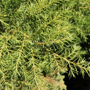 CRYPTOMERIA JAP ELEGANS AUREA