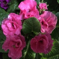 PRIMULA ACAULIS PRIMLET PINK SHADES