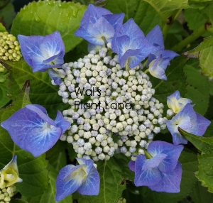 HYDRANGEA BLUEBERRIES & CREAM