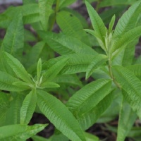 LEMON VERBENA