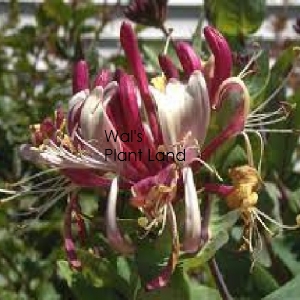 LONICERA WINCHESTER