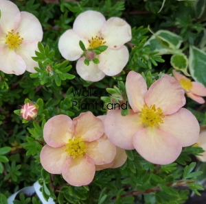 POTENTILLA PEACHES AND CREAM