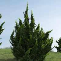 JUNIPERUS CHINESIS KAIZUKA