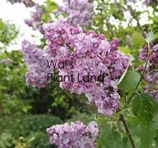 SYRINGA GENERAL PERSHING