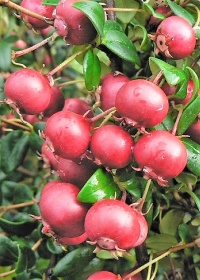 MYRTUS UGNII - NZ CRANBERRY