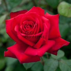 ROSE BUSH LOVING MEMORY HT