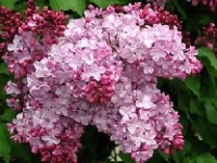 SYRINGA ESTHER STANLEY